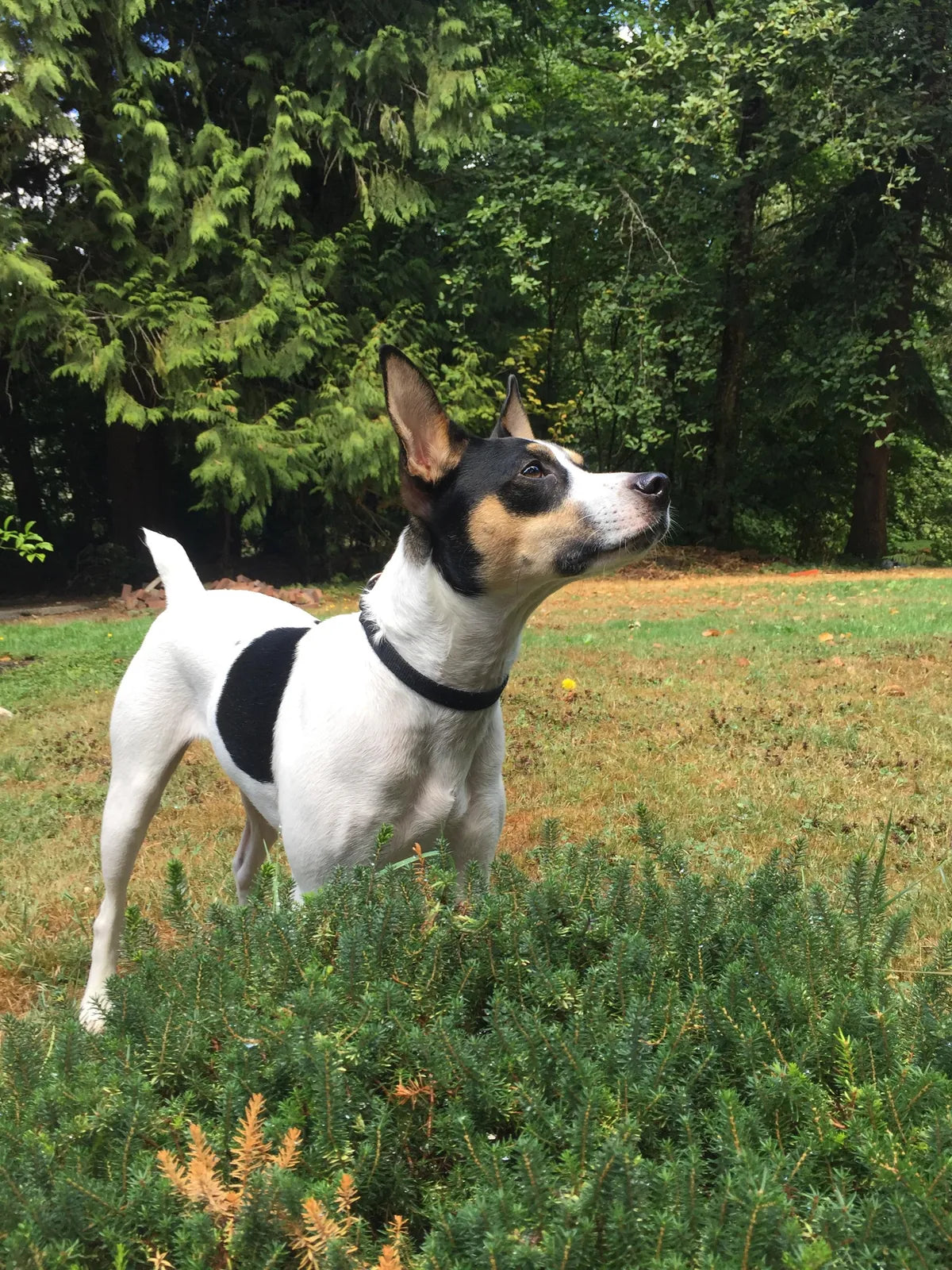 Jack the Rat Terrier standing in the backyard in Bloomington, Indiana
